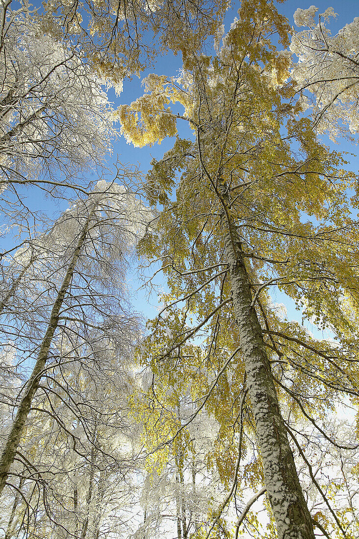 Snow in autumn forest. Nora. Västmanland. Sweden