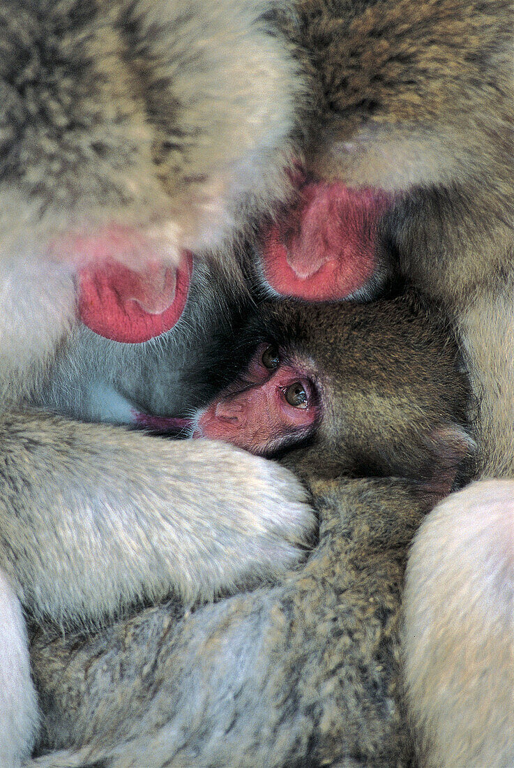 Wildlife, primate Japanese macaque. (Macaca fuscata). Jigokudani, Japan.