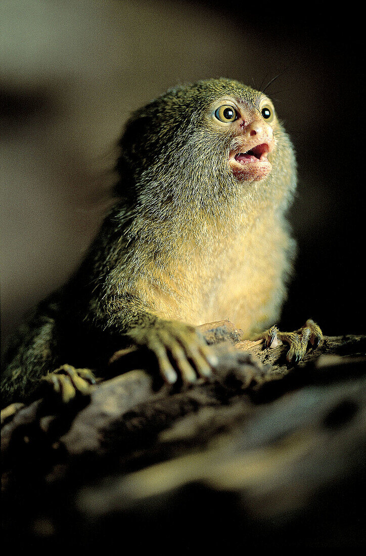 Wildlife Primates Pygmy marmoset, (Callithrix pygmaea).