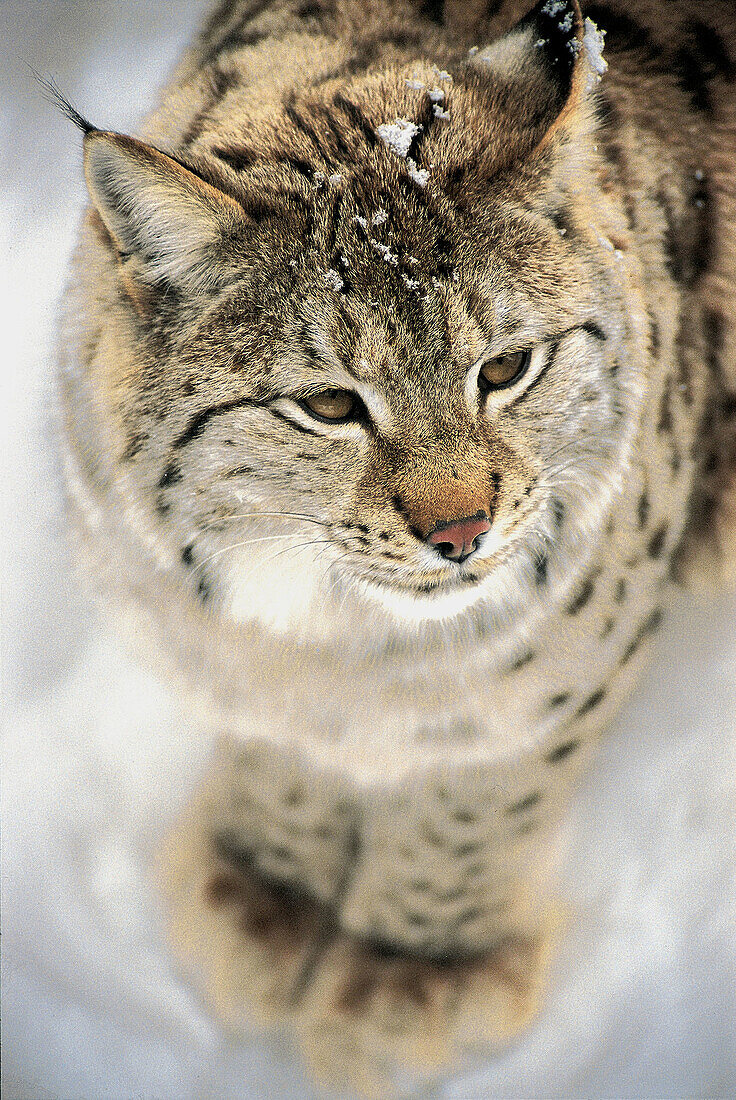 Lynx, (Lynx lynx), snow, winter.