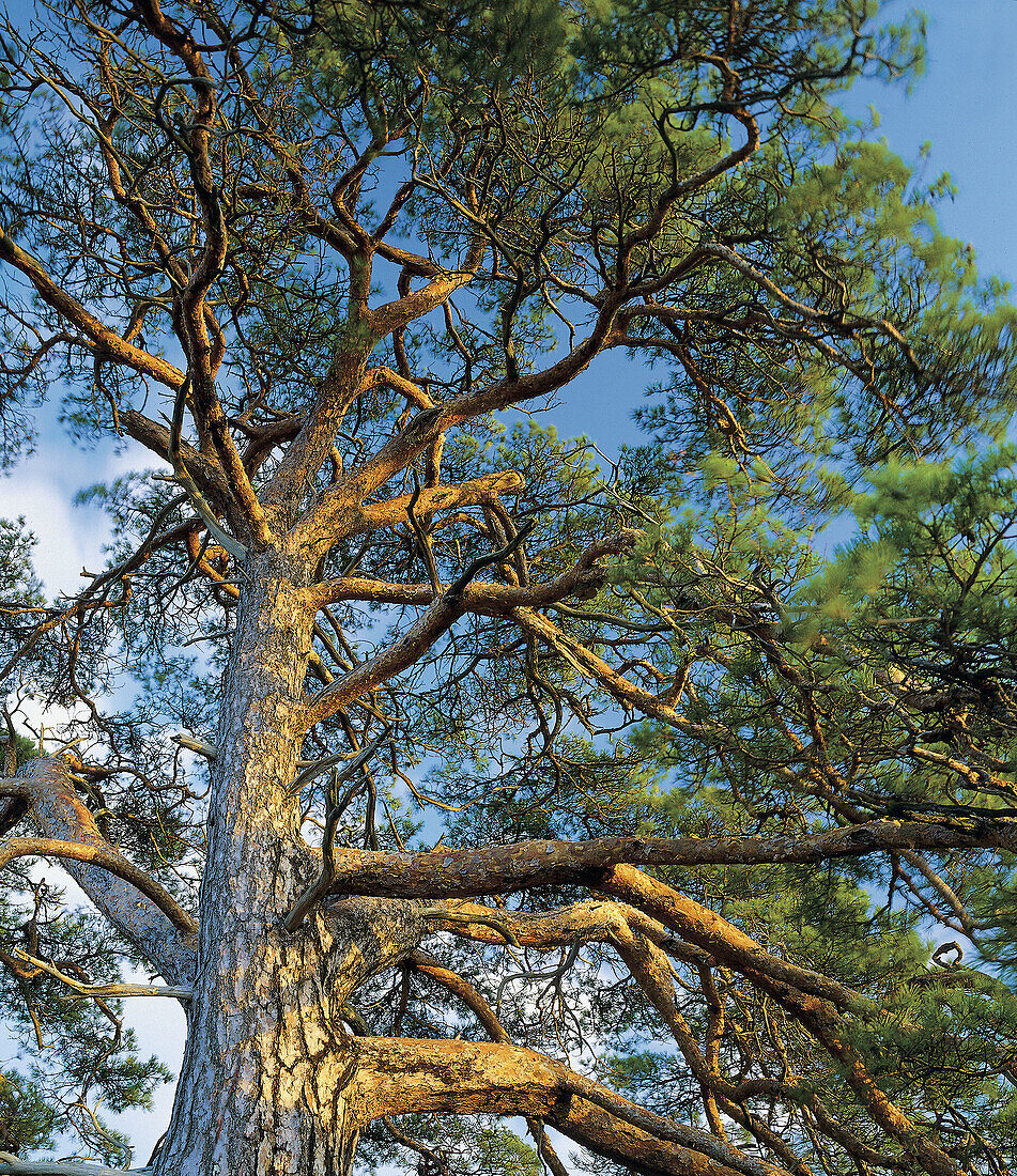 Pine tree, green, summer. Blåjungfrun national park. Småland. Sweden