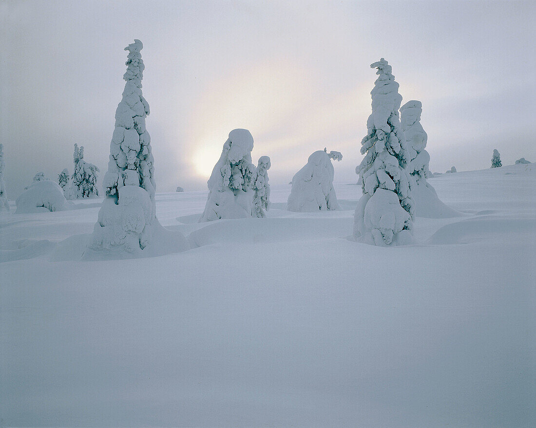 Taiga forest, winter, spruce trees. Riisitunturi national park. Finland.