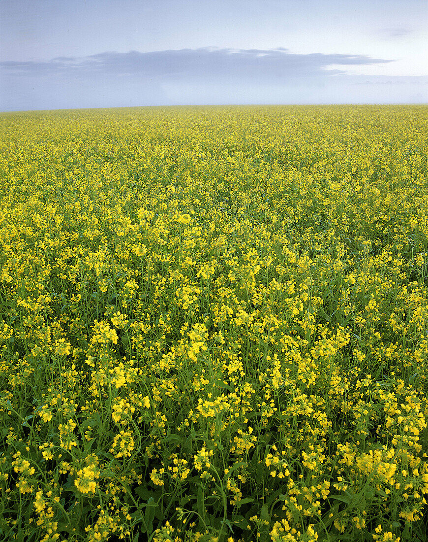 Rape field in summer. Närke. Sweden.