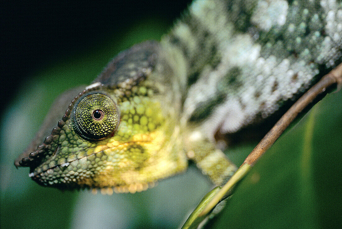 Chameleon. Nosy Komba, Nosy be, north of Madagascar
