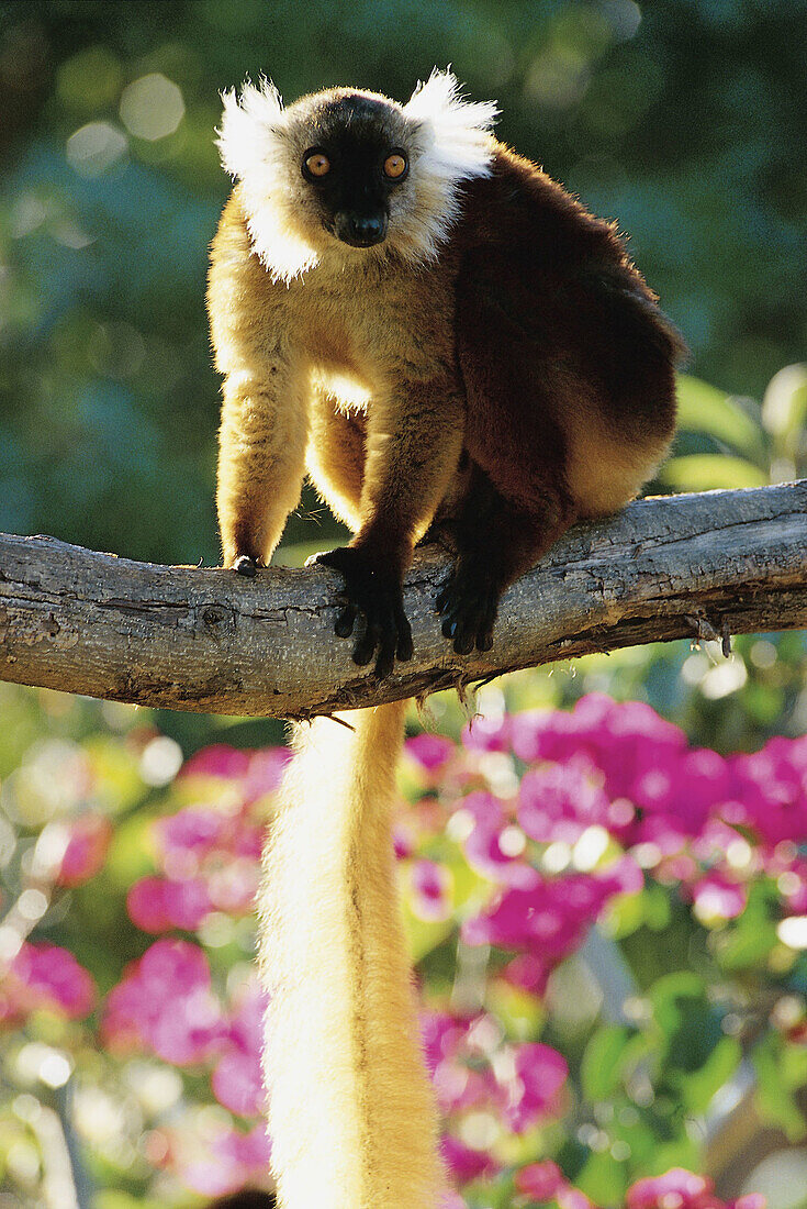 Black lemur, (Eulemur macaco), animal, primate, Lemur, female, sun light. Nosy Komba, Nosy be, north of Madagascar