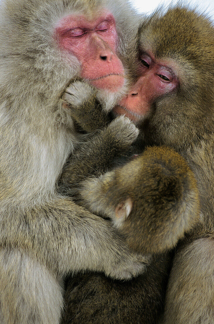 Japanese macaque (macaca fuscata), Jigokudani. Honshu, Japan, Asia.