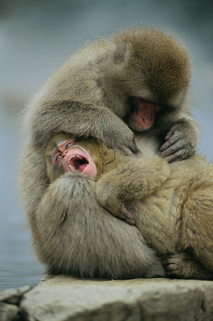 Japanese macaque (macaca fuscata), Jigokudani. Honshu, Japan, Asia.