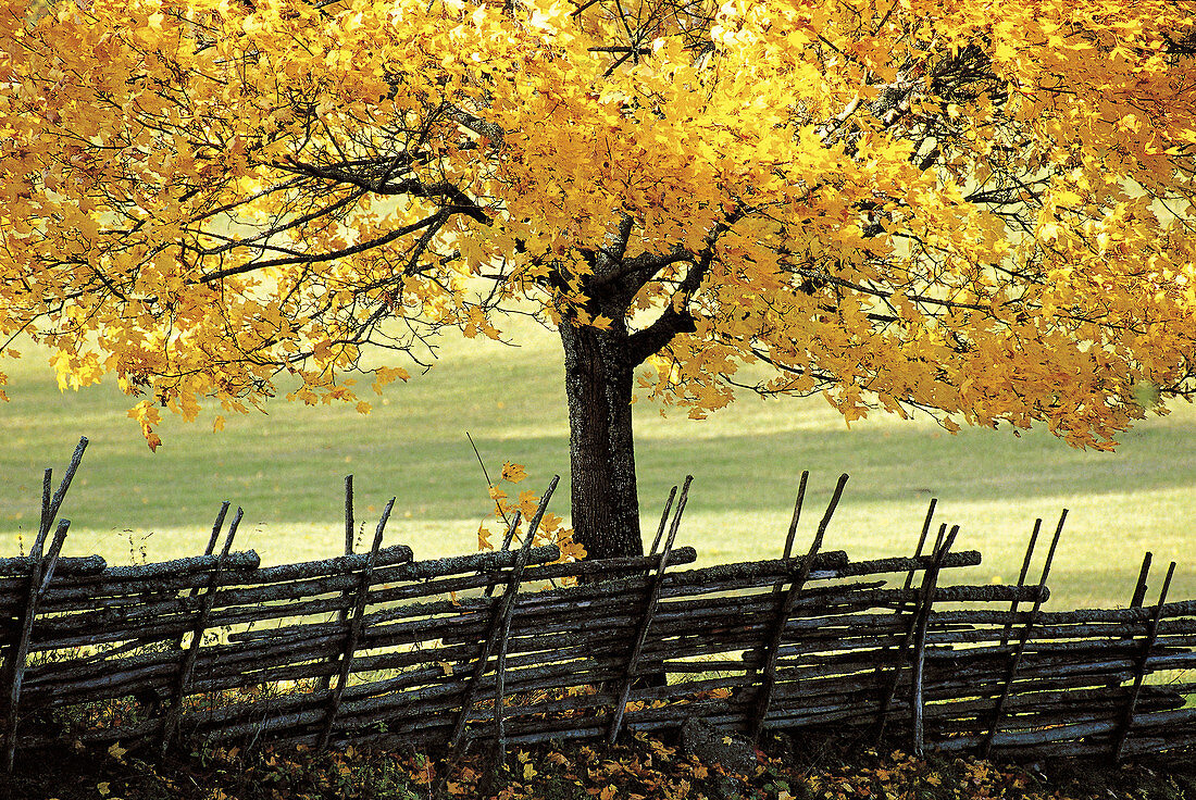 Autumn tree, yellow, colours, old fence. Torpa. Småland. Sweden.