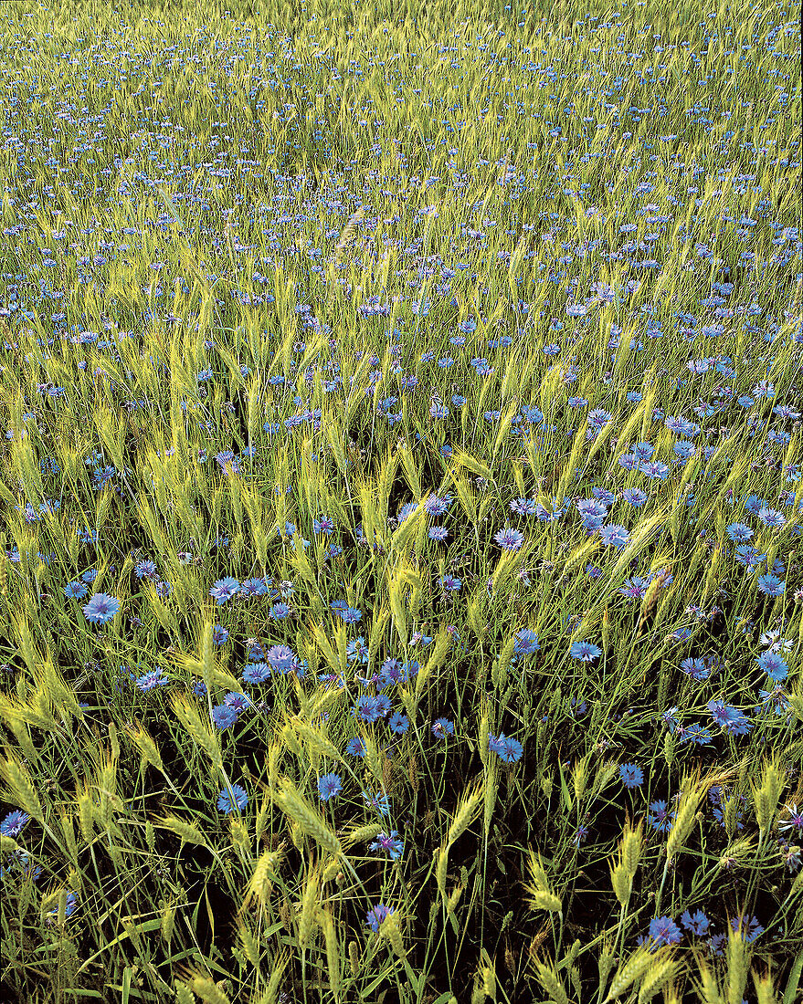 Cornflower in field, blue, summer, (Centaurea cyanus). Örebro. Närke. Sweden.