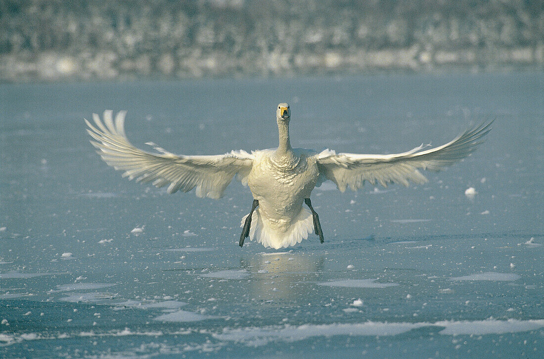 Wildlife Birds, whooper swans flying (Cygnus cygnus), winter, ice. Lake Koccharo-ko. Hokkaido. Japan