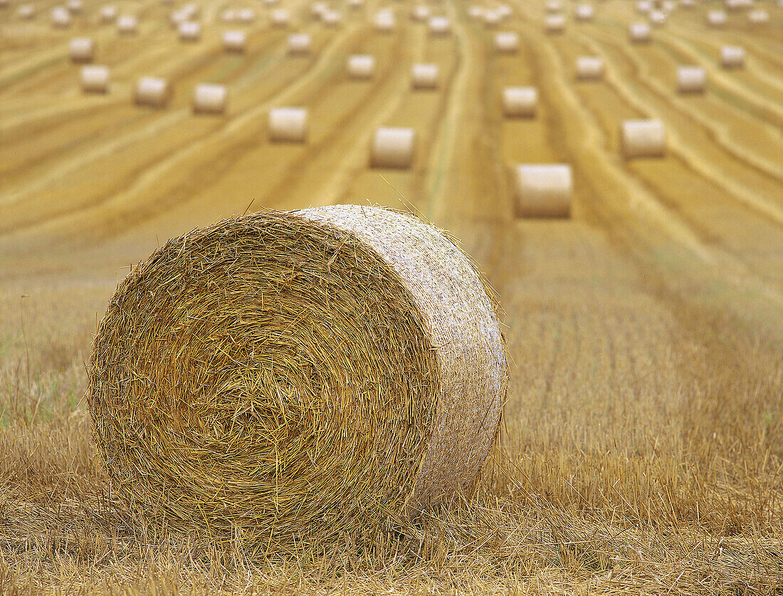 Field, autumn, country side, round, haymaking. Östergötland. Sweden.
