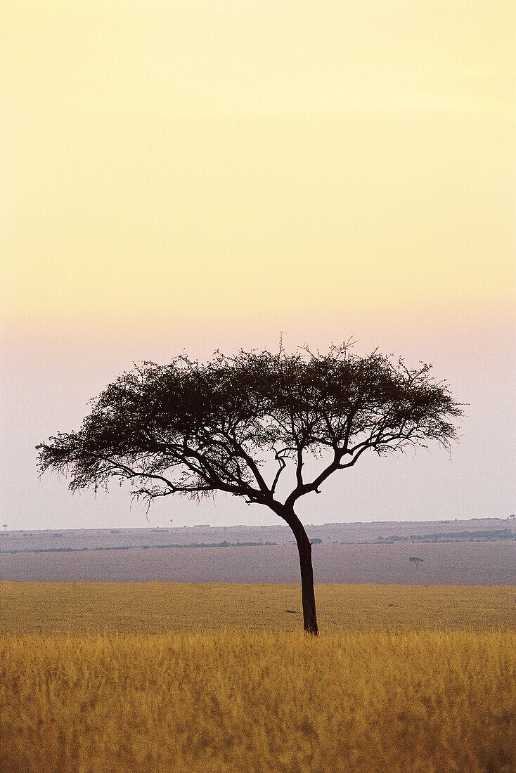 Acacia tree, savanna, evening light, colours, sky. Masai Mara national reserve, Kenya