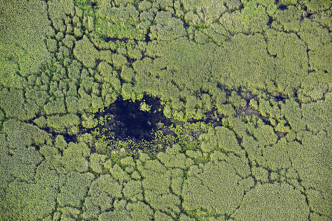 Reeds in lake, aerial view. Tåkern, Östergötland, Sweden