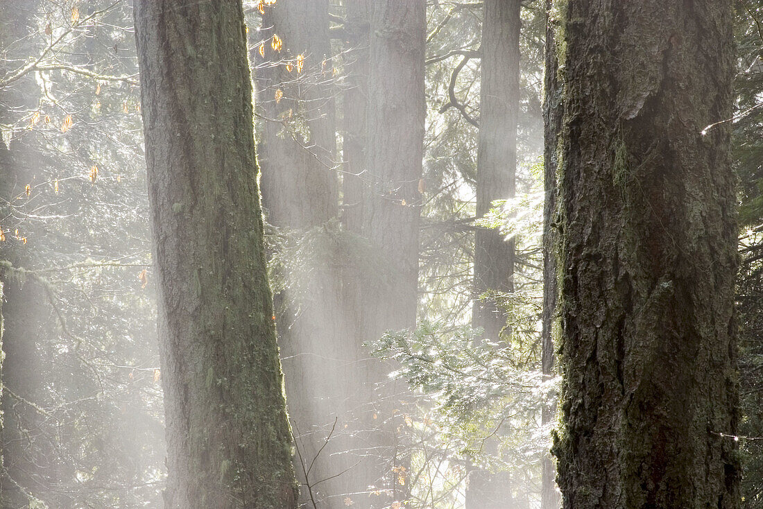 Douglas Fir (Pseudotsuga menziesii) with mist and slanted sunlight. John Dean Provincial Park, Saanich. British Columbia, Canada