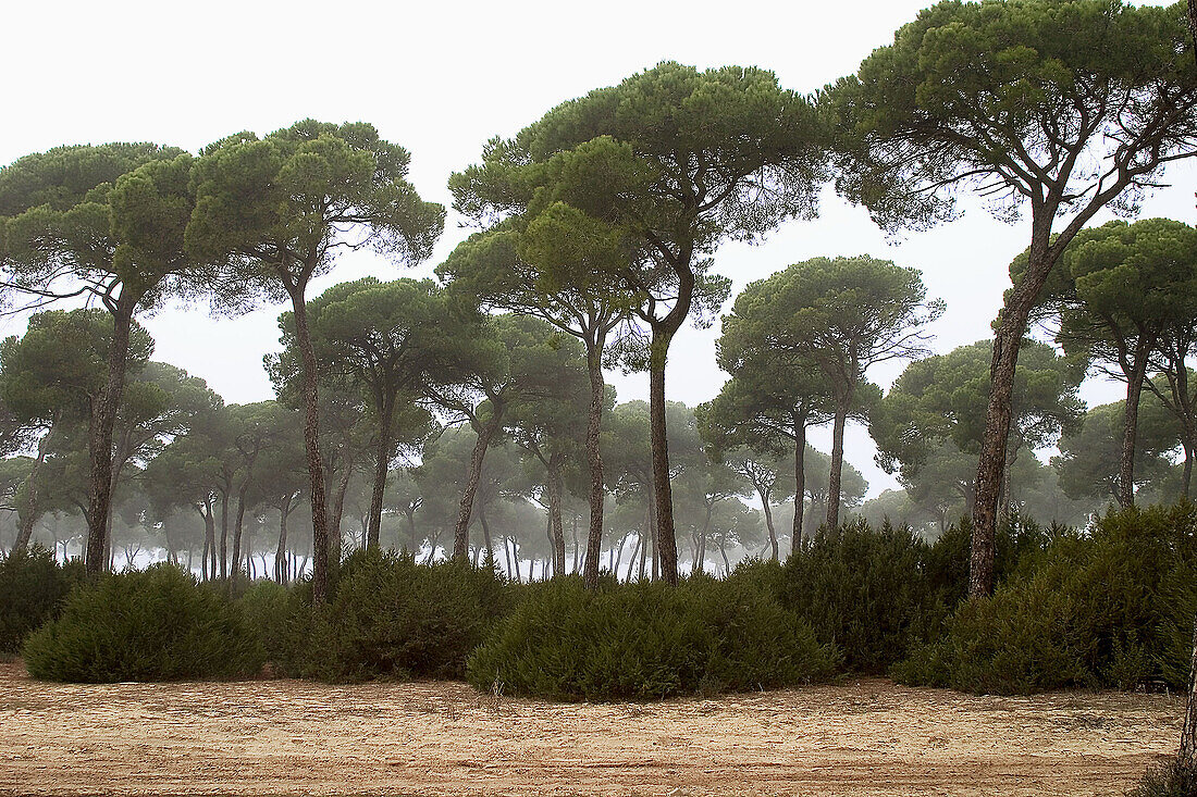 Stone Pine (Pinus pinea) in fog, Doñana National Park. Sanlúcar de Barrameda, Cádiz province. Andalusia, Spain