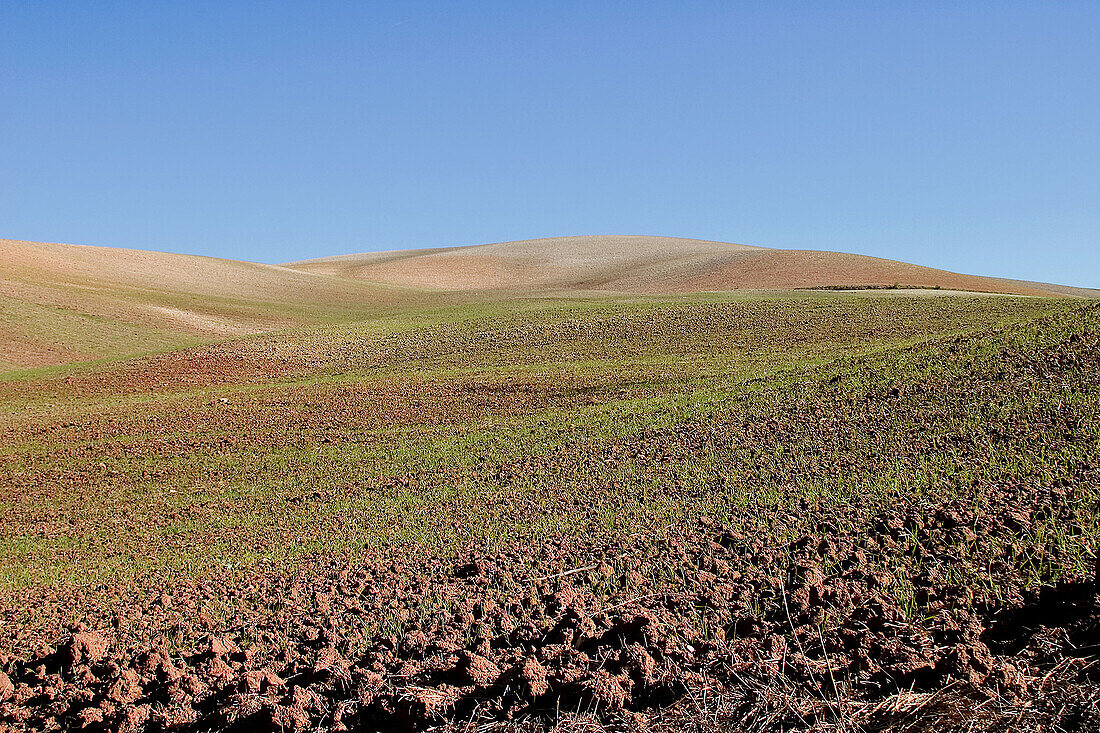 Country landscape. San José del Valle area, Cádiz province. Andalusia, Spain