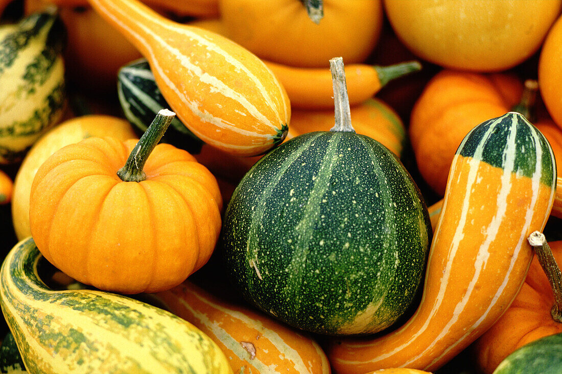 Orange and green pumpkins on the market. Switzerland