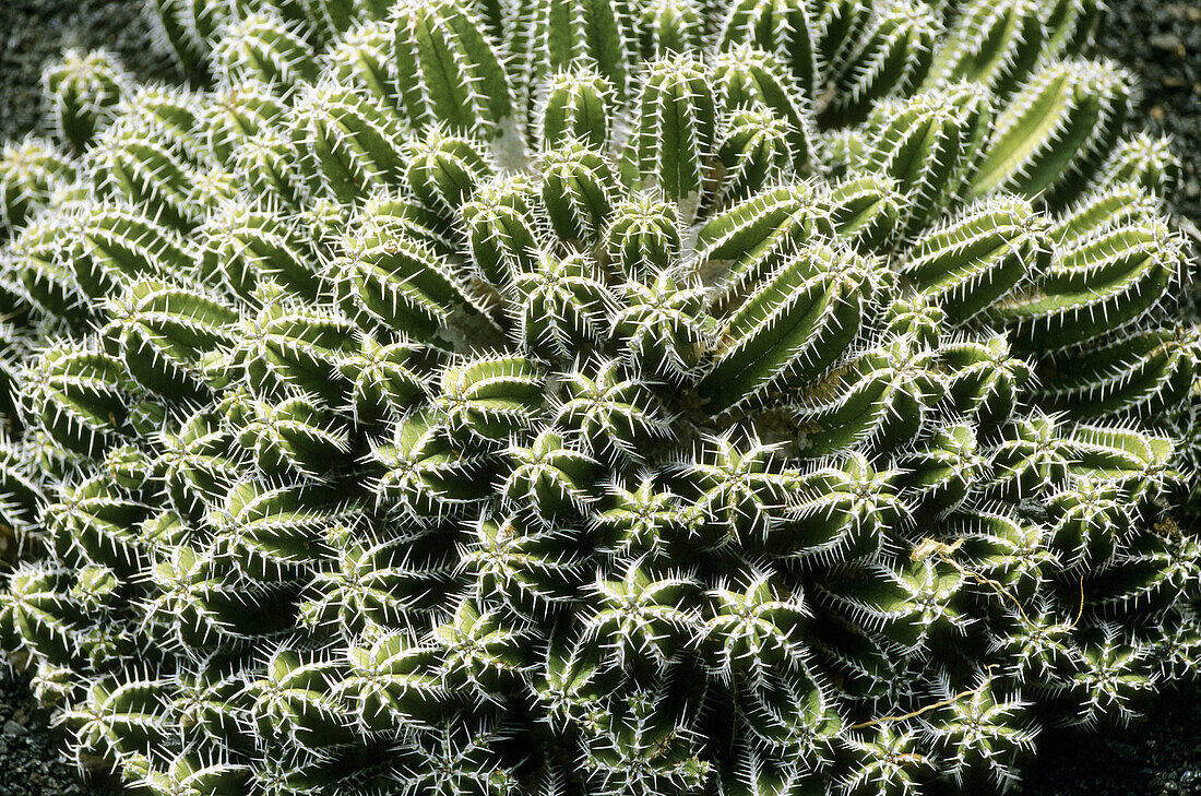 Cactus field at Guatiza, Lanzarote. Canary Islands. Spain