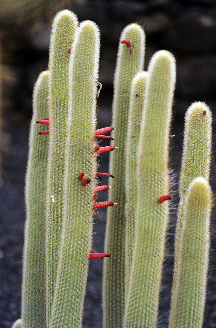 Cactus field at Guatiza, Lanzarote. Canary Islands. Spain