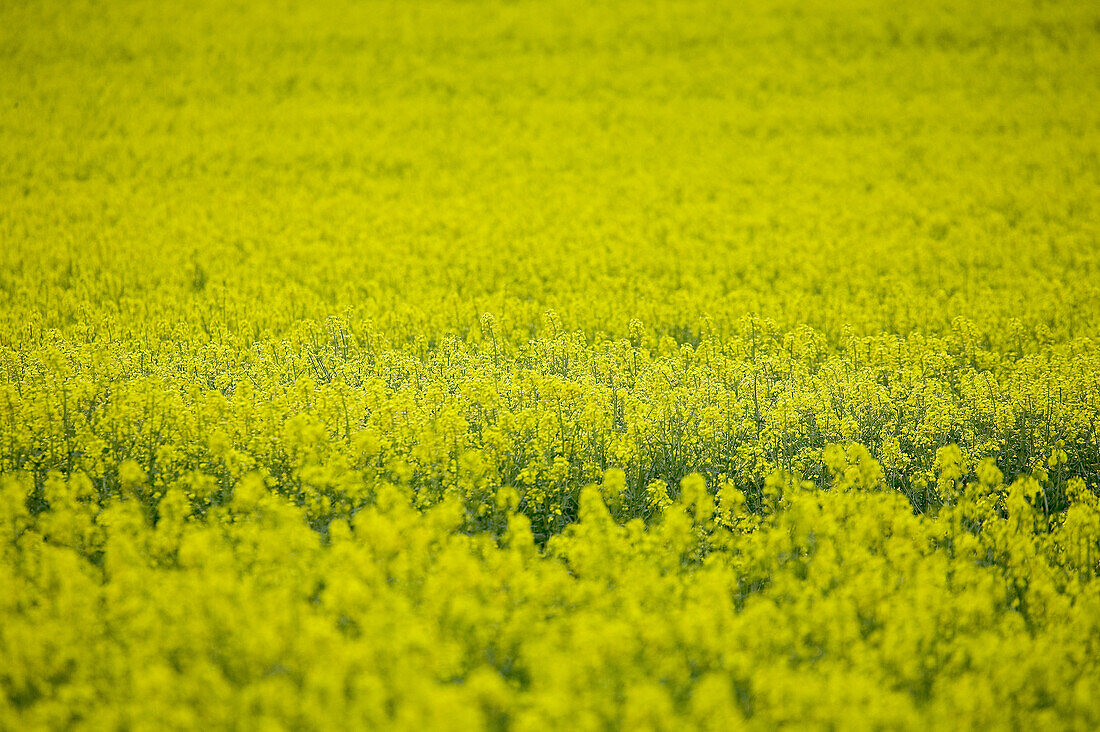 Field. Champagne. France