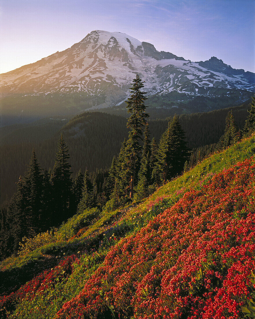 Mount Rainier from Pinnacle peak. Mount Rainier National Park. Washington. USA