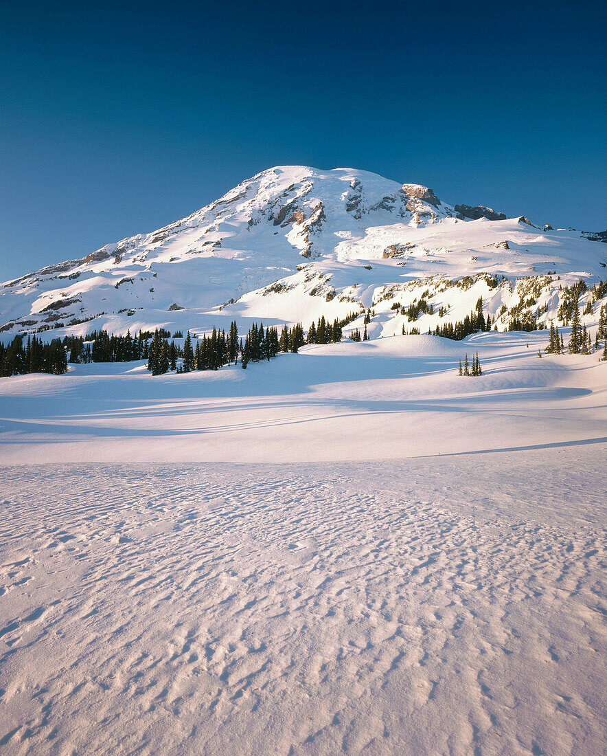 Winter light on Mazama Ridge. Mount Rainier National Park. Washington. USA.