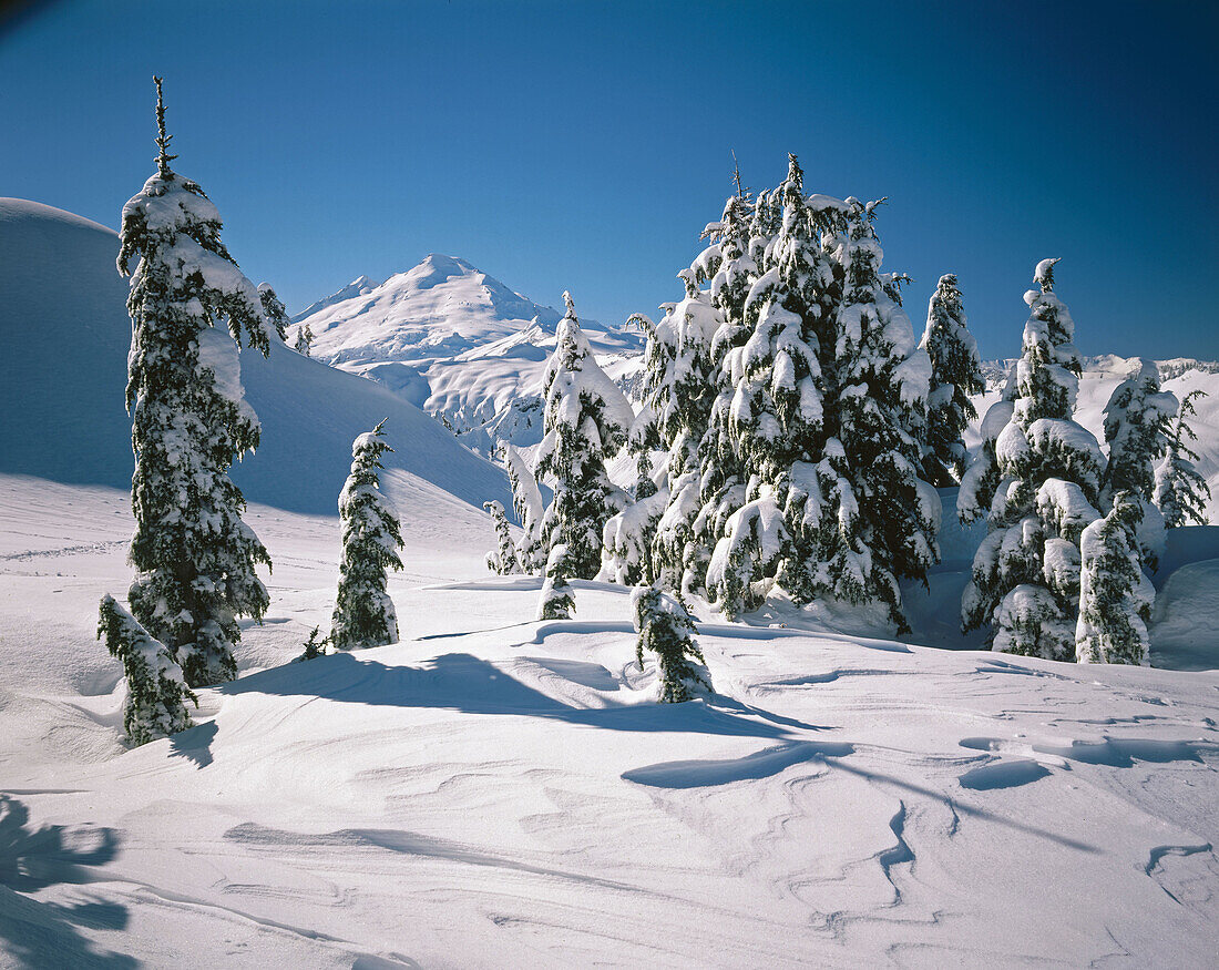 Winter on Kulshan Ridge. Mount Baker in the distance. North Cascades. Washington. USA.