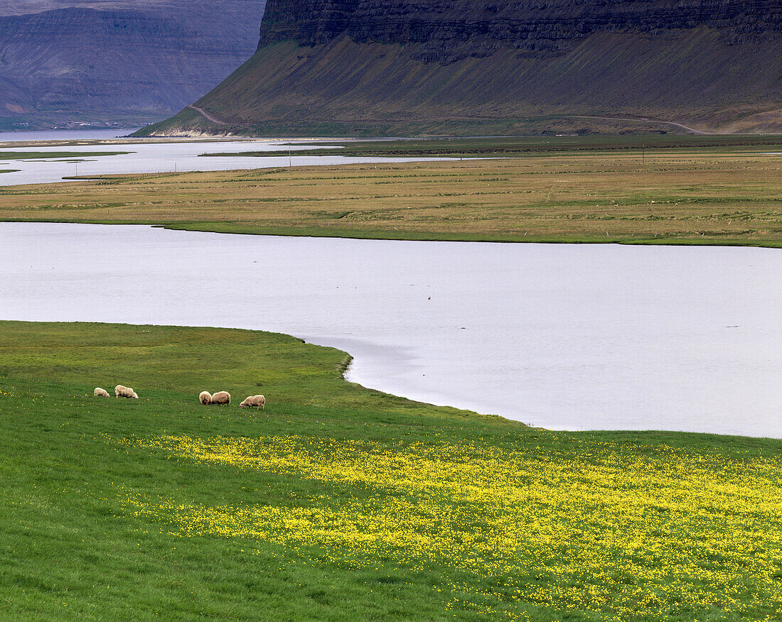 Sheep grazing in the West fjords of Iceland