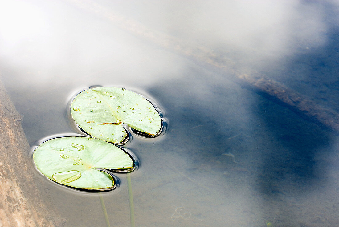 Water Lilies in lake of North Cascades. Washington. USA.