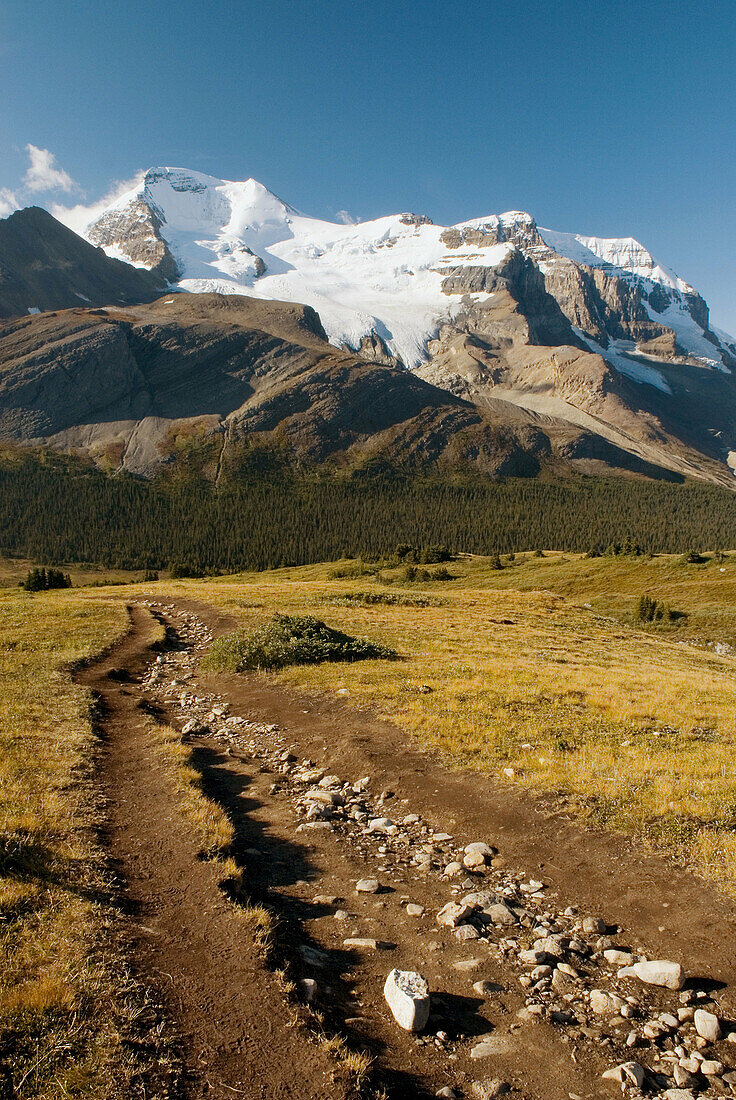 Wilcox Pass trail, Mount Athabasca 3491m (11454ft.) in the distance, Jasper National Park. Alberta. Canada.