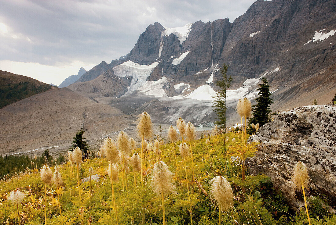 Tumbling Glacier and the Rockwall, Western Anemones (Pulsatilla occidentalis) in the foreground, Kootenay National Park. British Columbia. Canada.