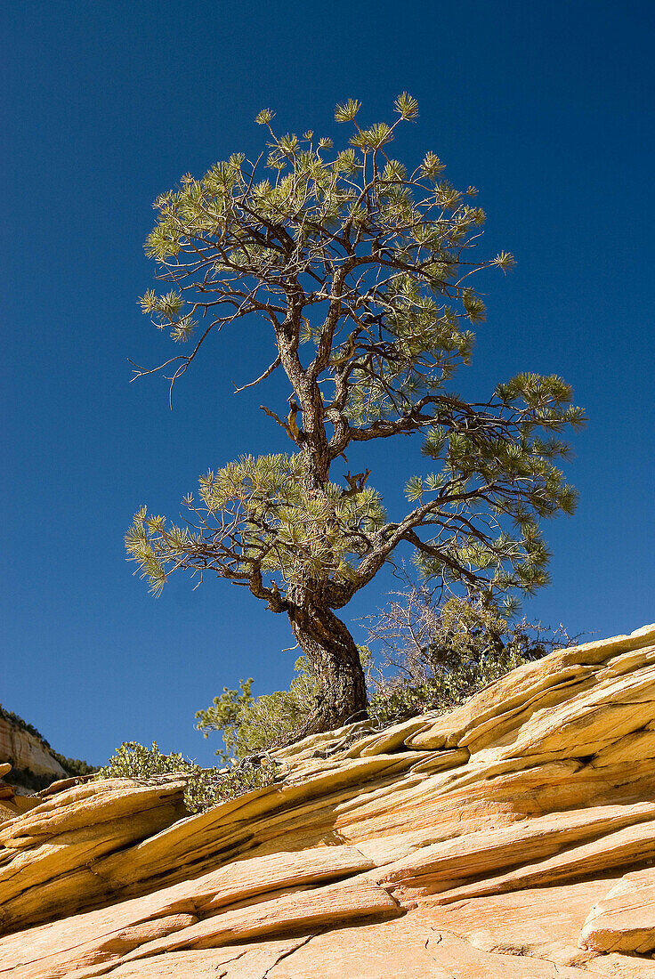 Tree perched on sandstone rock formation, east mesas of Zion National Park. Utah, USA