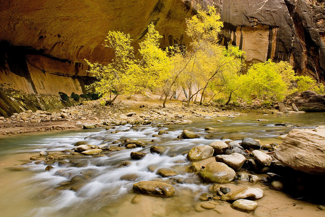 Trees displaying fall foliage in the Zion canyon narrows, Zion National Park. Utah, USA