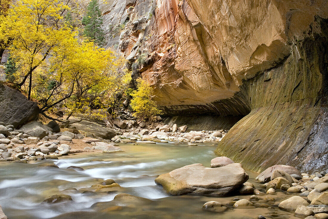 The Virgin River flowing through the Zion canyon narrows, Zion National Park. Utah, USA