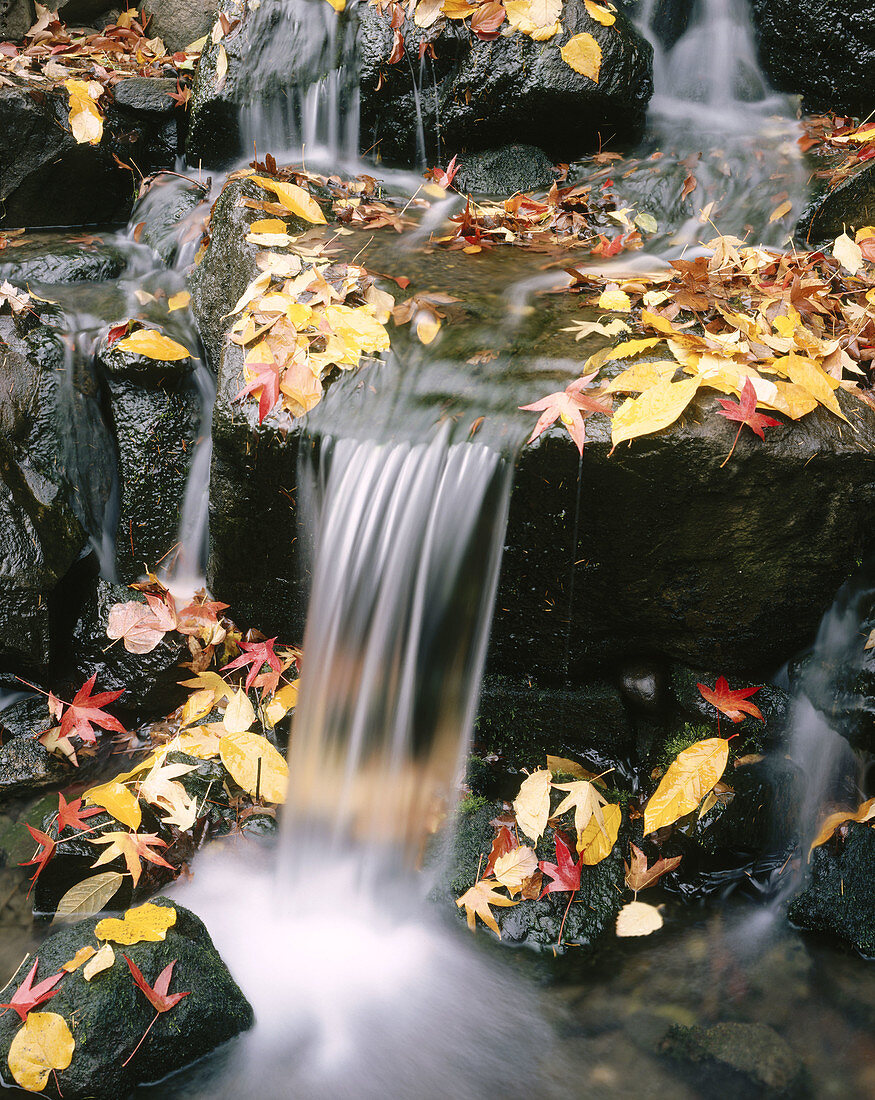 Fall colours, Waterfall.