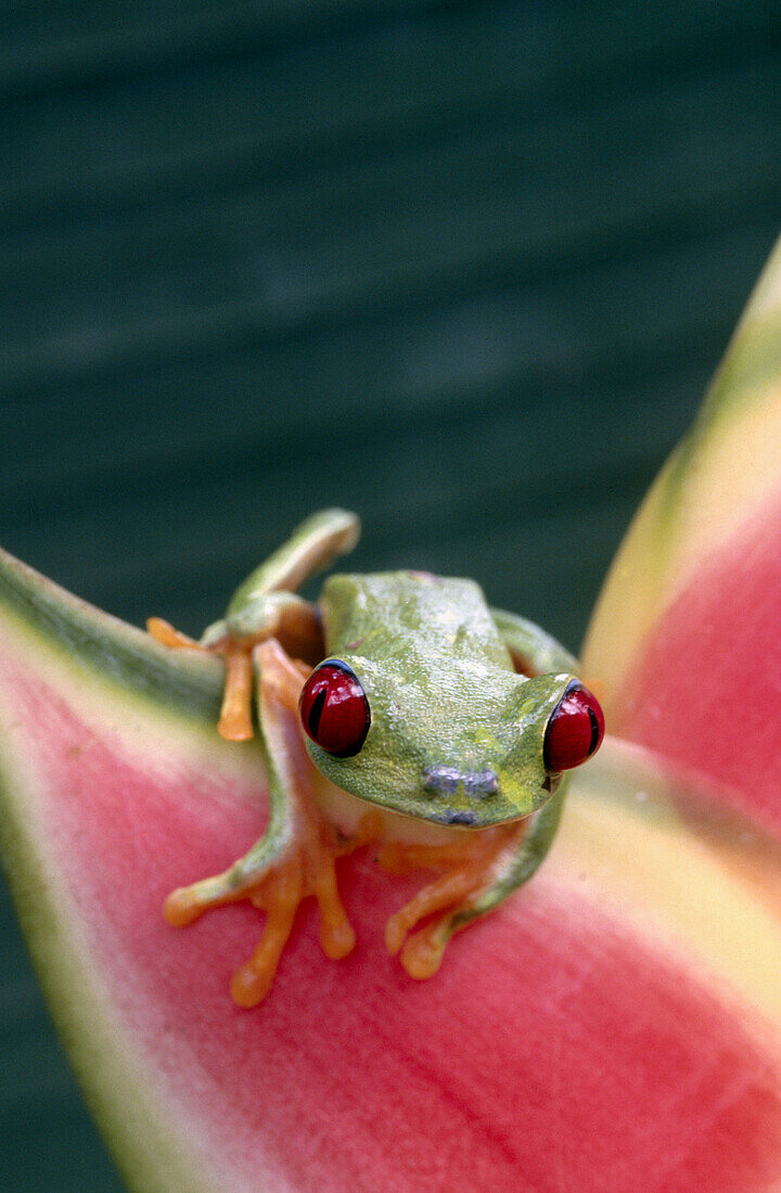 Red-eyed Treefrog (Agalychnis callidryas). Soberanía National Park, Panama