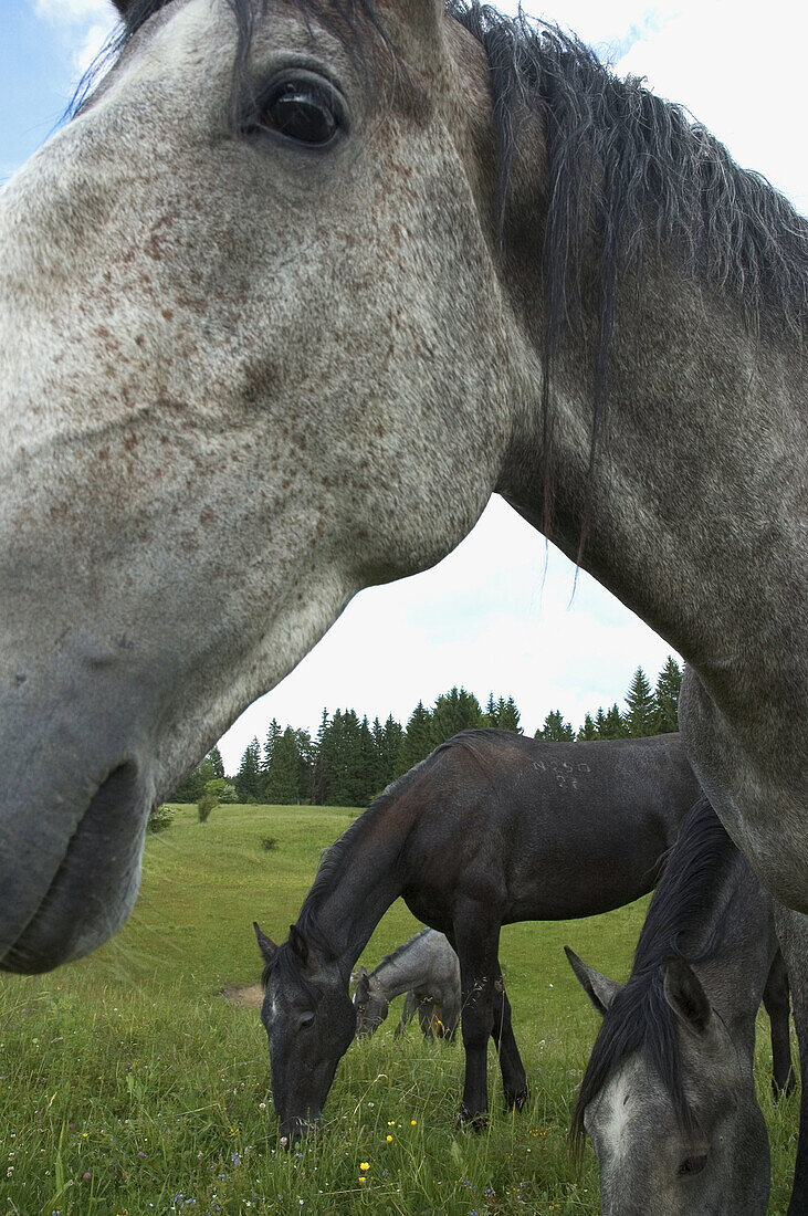 Horses. Bükk National Park. North Hungary.