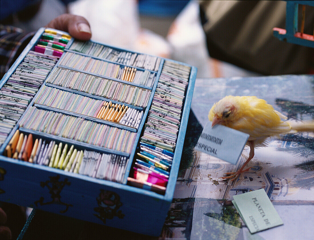 Fortune teller bird. Ocotlan market. Ocotlan, Oaxaca. Mexico.