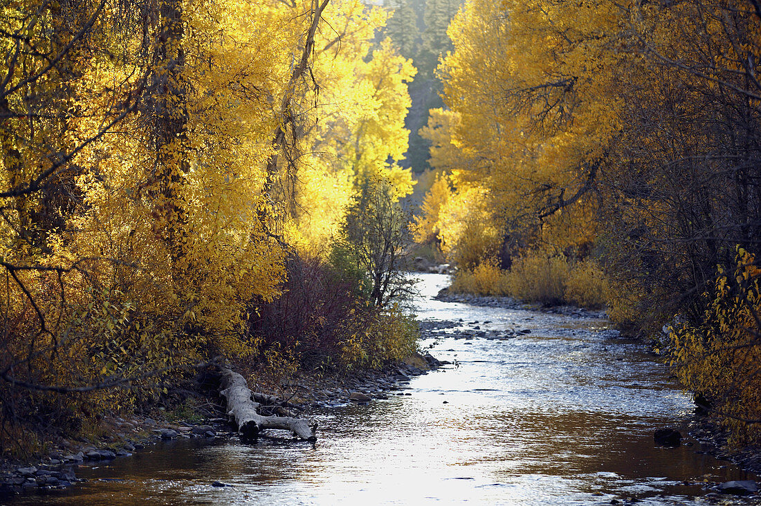 Leaves turning color in the fall. Warm Springs Creek near Sun Valley, Idaho. USA