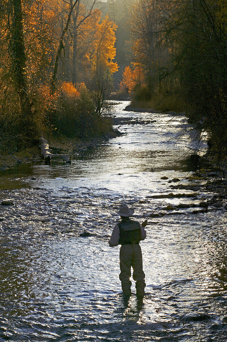 Man flyfishing on Warm Springs Creek near Sun Valley, Idaho. USA