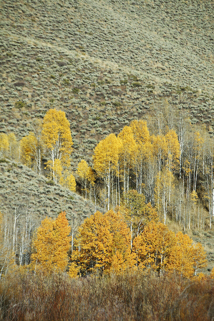 Leaves turning color.  Sun Valley, Idaho. USA