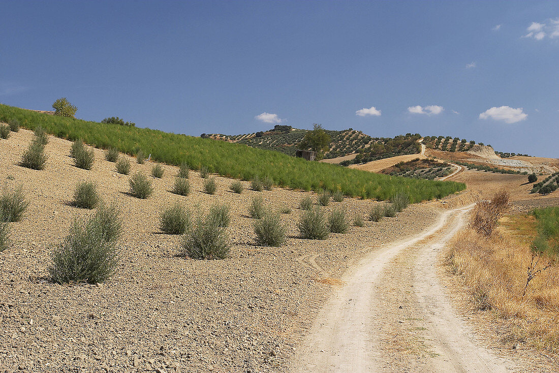 Path and small olive trees near Olvera. Cádiz province. Andalusia. Spain