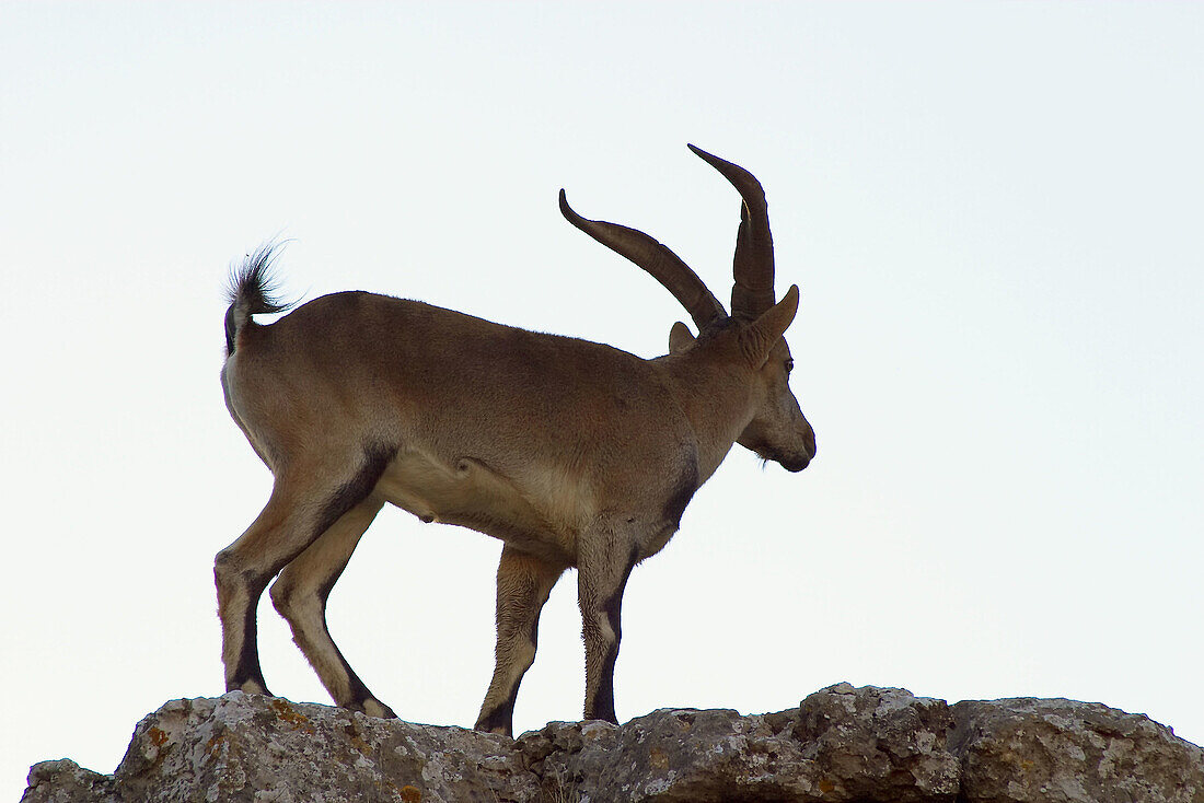 Spanish Ibex (Capra pyrenaica). Torcal de Antequera Natural Park. Málaga province, Spain