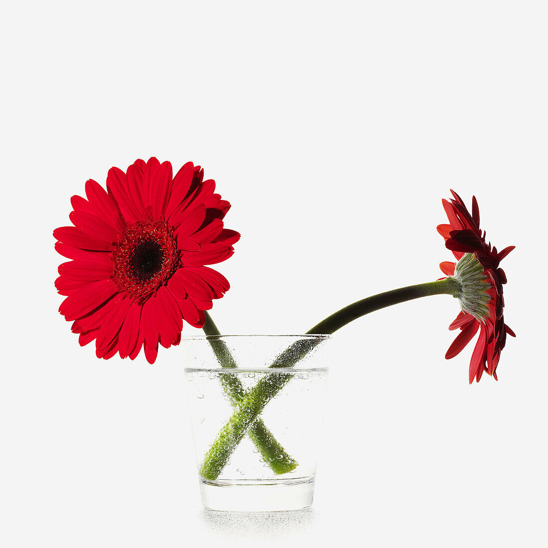 Close up, Close-up, Closeup, Color, Colour, Concept, Concepts, Decoration, Ephemeral, Flower, Flowers, Glass, Glasses, Indoor, Indoors, Inside, Interior, Nature, Pair, Plant, Plants, Red, Soda, Square, Still life, Two, Water, M50-354295, agefotostock