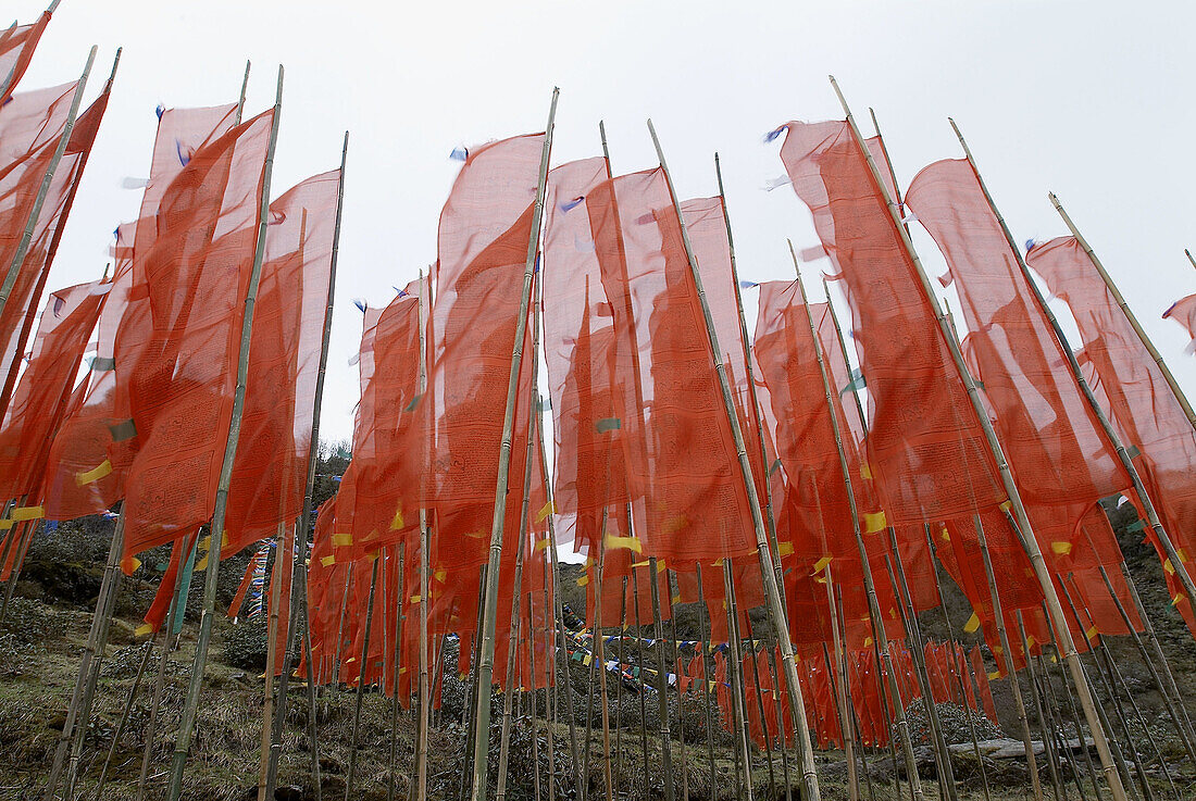 Buddhist prayer flags, Sikkim, India