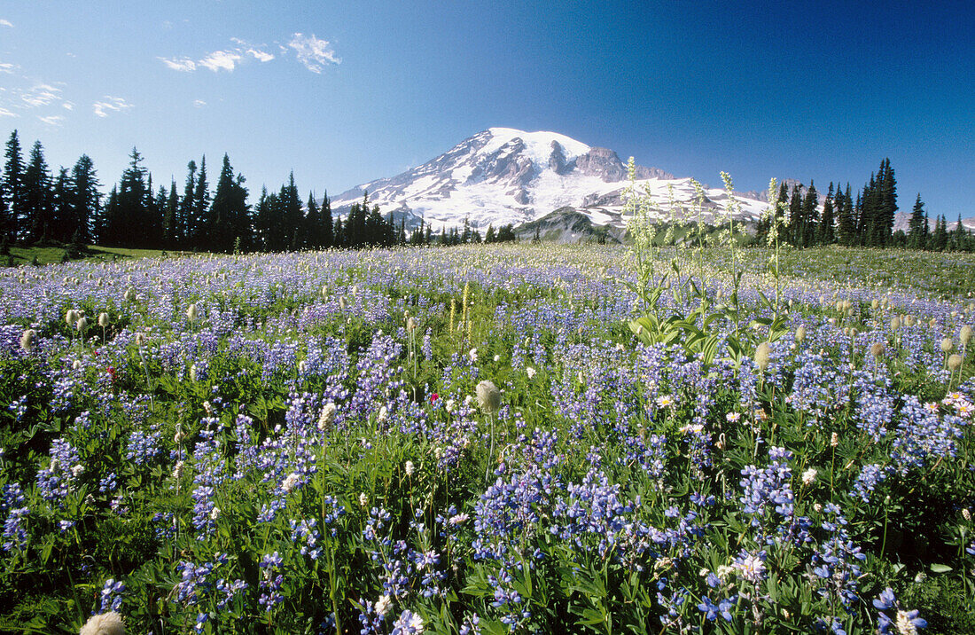 Paradise Park. Mount Rainier National Park. Washington. USA.