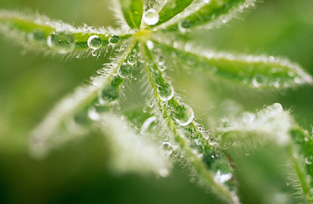 Dew on lupins. Mount Rainier. Washington. USA.