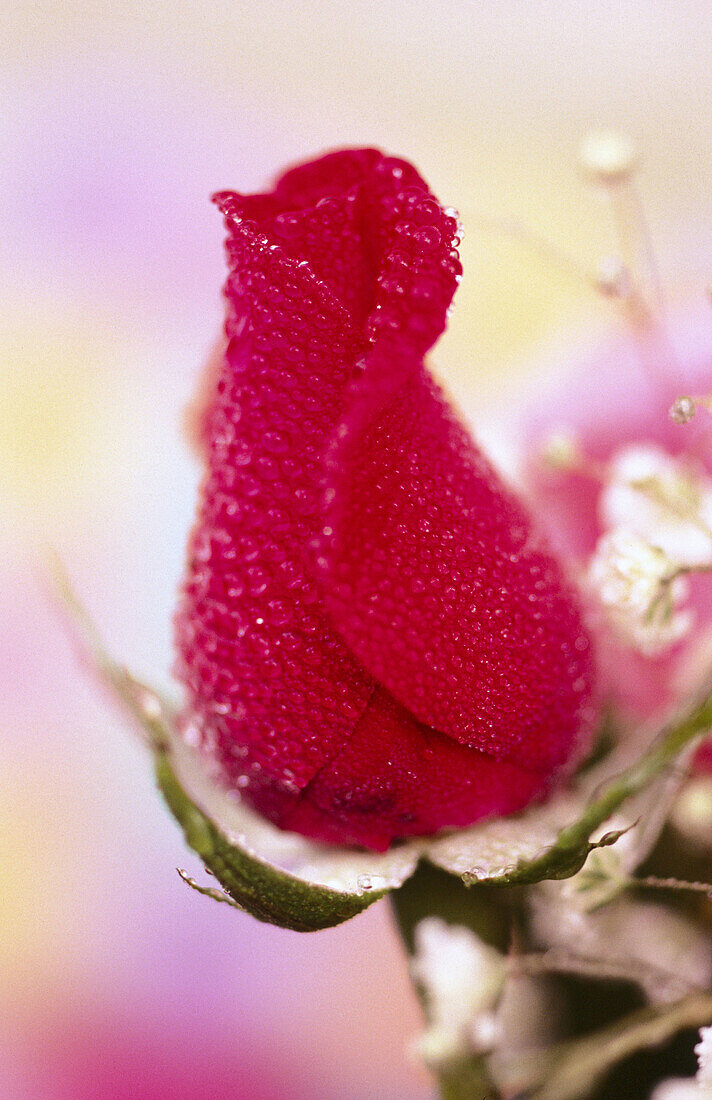 Close-up roses. Oregon. USA.