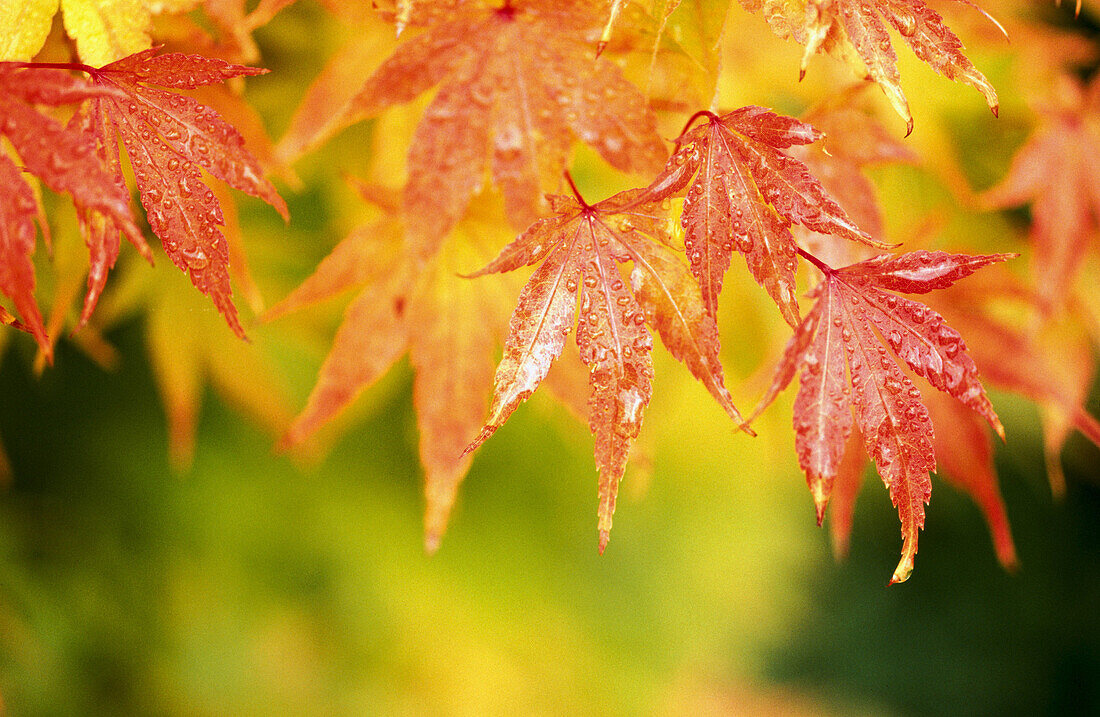 Close-up fall colours. Oregon Cascades. USA.