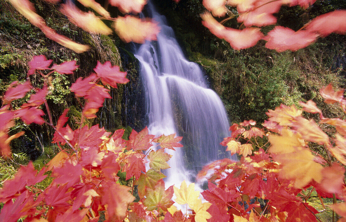 Vine maple. Umbrella falls. Mount Hood. Oregon. USA.